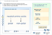 Classification of amino acids