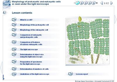 prokaryotic cell under light microscope