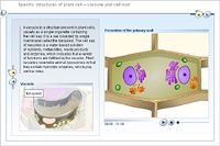 Specific structures of plant cell – vacuole and cell wall