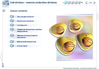 Cell division – meiosis (reduction division)