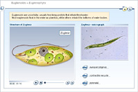 Euglenoids – Euglenophyta