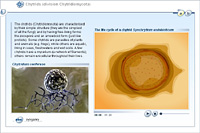 Chytrids (division Chytridiomycota)