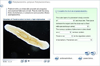 Platyhelminths (phylum Platyhelminthes)