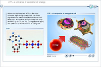 ATP – a universal transporter of energy