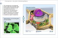 Chloroplasts – the sites of photosynthesis
