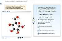 Phosphorylation – the synthesis of ATP