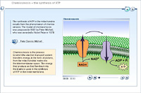 Chemiosmosis – the synthesis of ATP