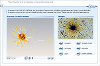 The structure of a neurone – the motor neurone