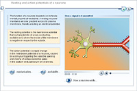 Resting and action potentials of a neurone