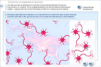 Functional arrangement of neurones