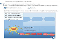 Transmission of action potential – nerve fibres