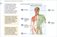 Afferent and efferent nerve fibres