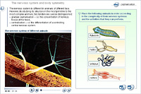 The nervous system and body symmetry