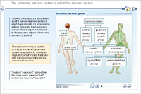 The autonomic nervous system as part of the nervous system