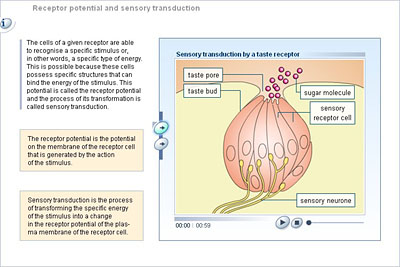 sensory transduction