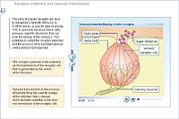 Receptor potential and sensory transduction