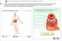 The general structure and function of the alimentary system