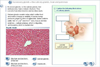 Accessory glands – the salivary glands; liver and pancreas