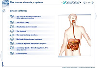 The human alimentary system