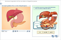 Hormonal regulation of the secretion of digestive juices