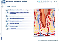Absorption of digestion products