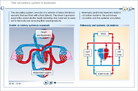 The circulatory system in mammals