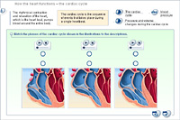 How the heart functions – the cardiac cycle