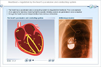 Heartbeat – regulation by the heart's pacemaker and conducting system