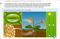 The effects of sunlight and soil water on the rate of transpiration