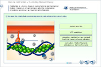 Muscle contraction – the sliding filament theory