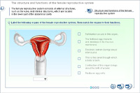 The structure and functions of the female reproductive system