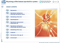 Physiology of the human reproductive system