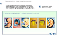 The developmental stages of the human embryo