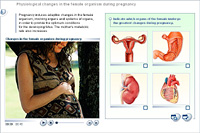 Physiological changes in the female organism during pregnancy