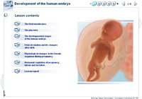 Development of the human embryo