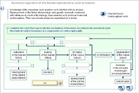 Hormonal regulation of the female reproductive cycle in humans