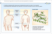 Hormonal regulation of growth and development in humans