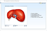 The regulatory function of the liver