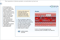 The regulation of plasma protein concentration by the liver