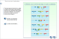 The diversity of antibodies