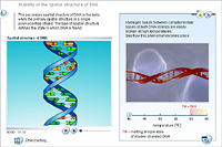 Stability of the spatial structure of DNA