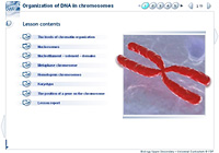 Organization of DNA in chromosomes