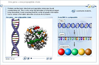 One gene – one polypeptide chain
