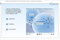 Chemical modification of nitrogenous bases – chemical mutagens