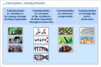 Carbohydrates – diversity of function