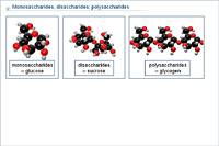 Monosaccharides; disaccharides; polysaccharides