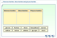 Monosaccharides; disaccharides and polysaccharides