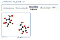 The formation of a glycoside bond