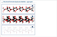 Structural formula of polysaccharides – glycogen