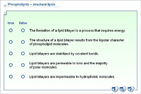 Phospholipids – structural lipids